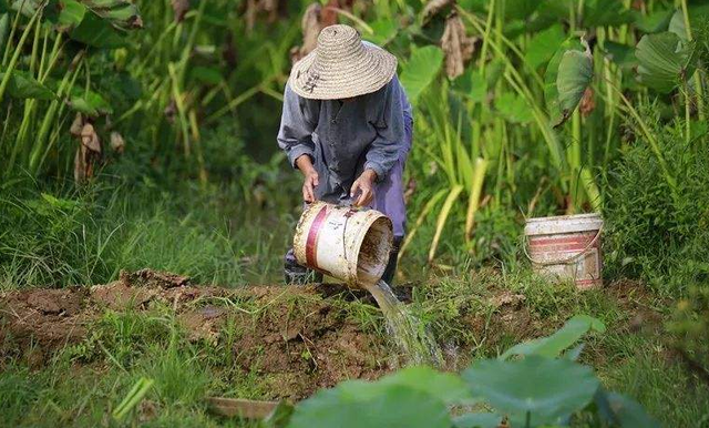 秋葵好吃又营养，秋葵种植的4个要点，农民种植需做到