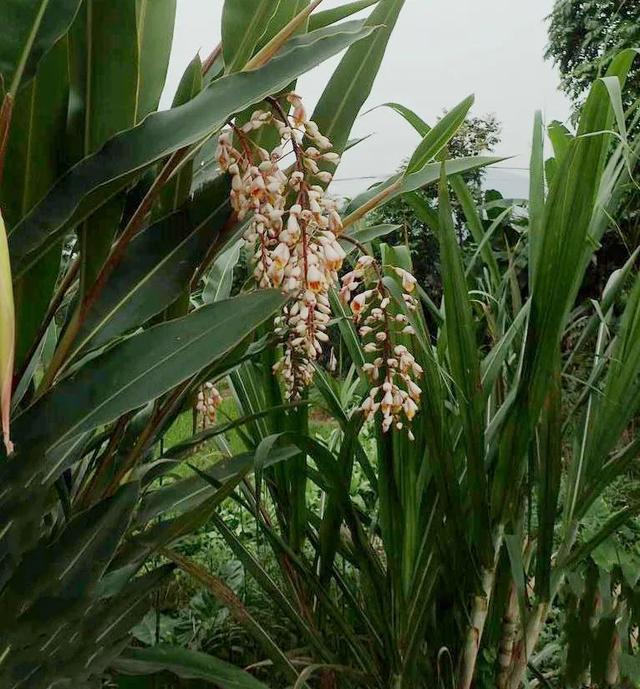 农村阴沟边的一种化湿草，果实昂贵，很多人不知道这种植物的来头