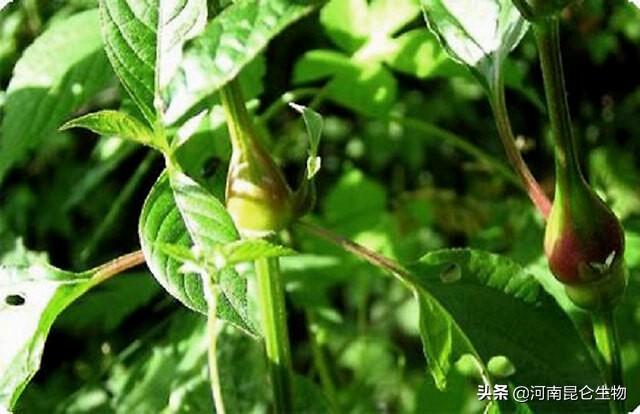 中药材牛膝重茬根腐死苗怎么治？烂根用什么药好？叶子黄打什么药