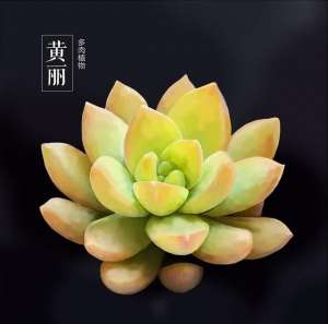 黄丽种植(每日一多肉——黄丽Sedum ‘Golden Glow’)