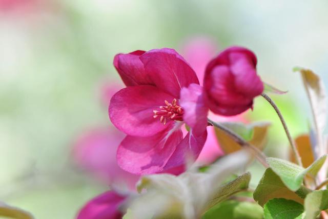 北美海棠～花色鲜艳夺目，花型端庄大气；叶和果同具观赏价值