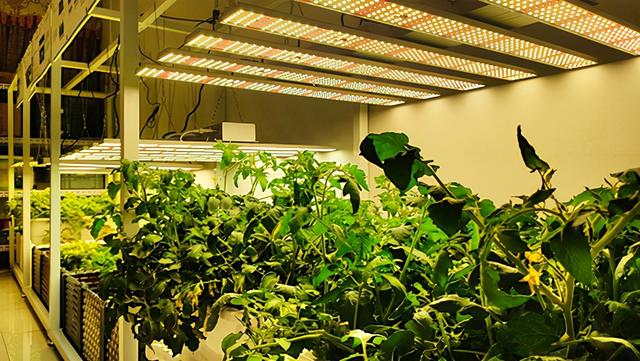 室内植物补光方案，LED植物灯的发展趋势