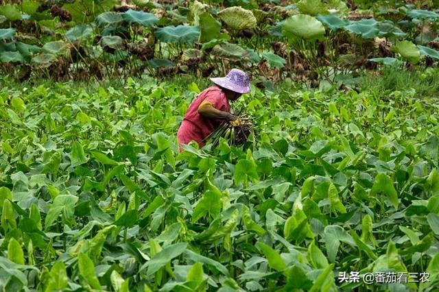 曾为宫廷贡品，春节档时蔬，掌握高产技巧，小慈姑也能种出高效益