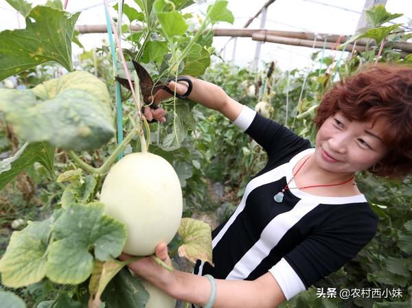 大棚薄皮甜瓜怎么种？大棚薄皮甜瓜的种植技术