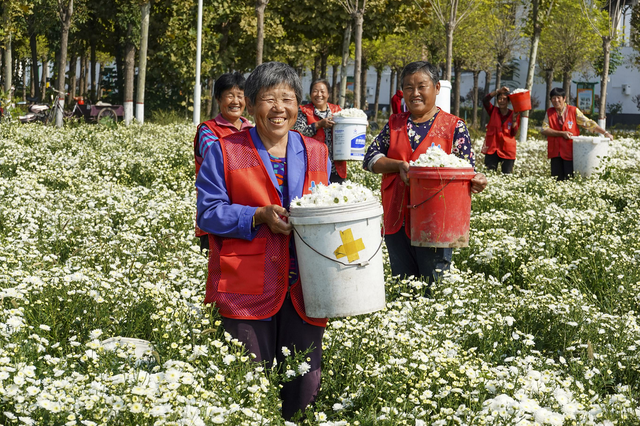 村村有好戏∣ 济宁任城区郗庄村：种植中药材 致富有“良方”