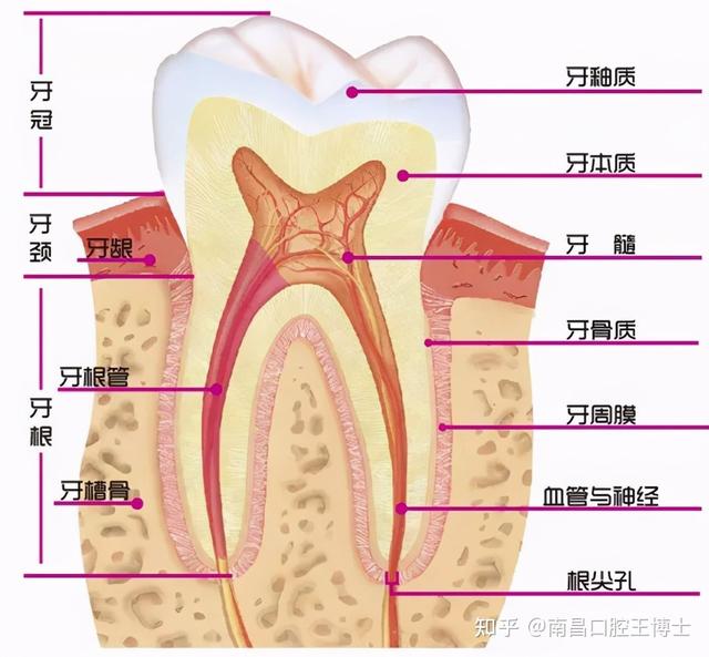 真牙的”救命稻草”——根管治疗，八大问题解答