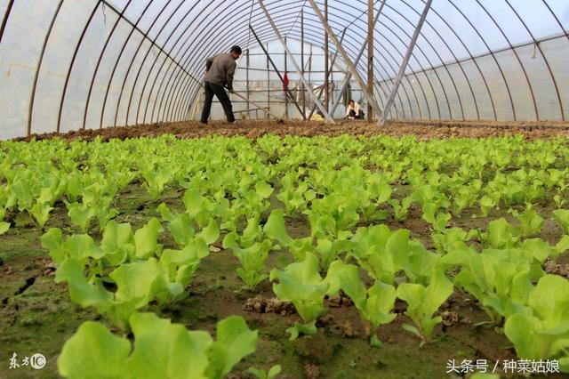 我们大棚每年都会种些叶菜，管理容易也赚钱，感兴趣的不妨一试