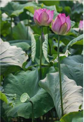 武汉无花果种植基地(荷花已就位武汉东西湖邀您来采莲)