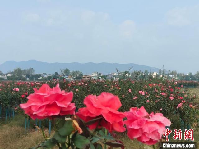 （乡村行·看振兴）河南内乡乡村特色种植的“三棵树”