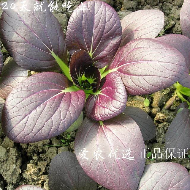 冬天适合种什么青菜？农户须知