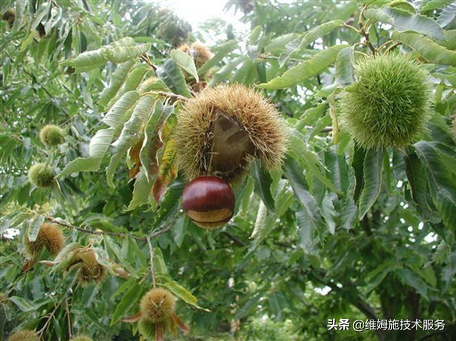 板栗种植技术：板栗的种植过程做好这几点，能提高产量