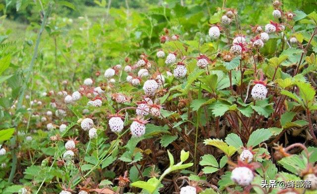 农村3大“野莓”，2种没上正道，一种逐年滞销，你吃过几种？