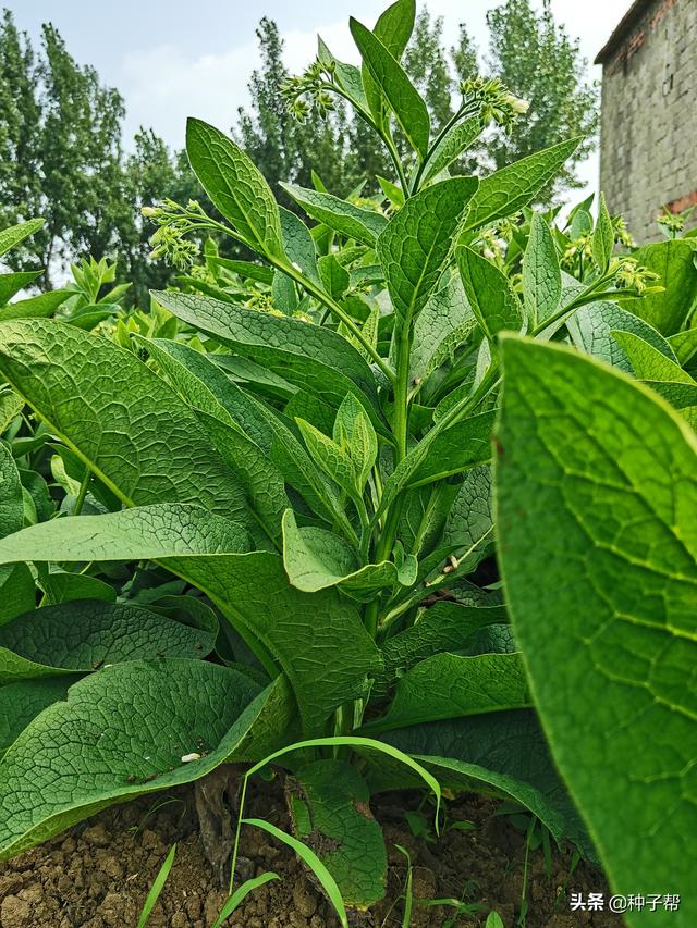 宇姐养猪，同款俄罗斯饲料菜，亩产30吨鲜草，一次种植受益20年