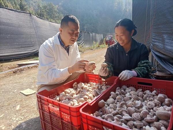 浙江“香菇大王”扎根贵州台江大山撑起“致富伞”