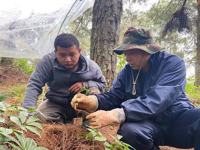 林下三七产业助力中国西南山区乡村振兴