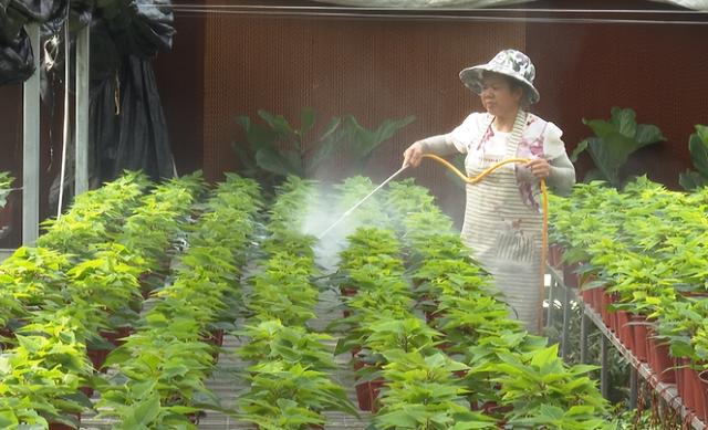 盛夏来临 花卉养护正当时