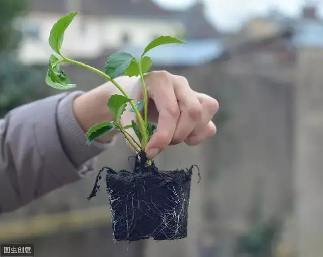 草莓苗好五分收！如何用匍匐茎育壮苗？定植与苗期管理是关键