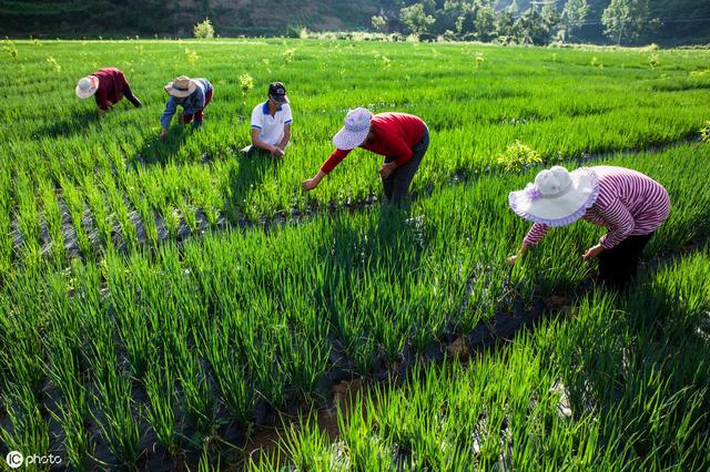 草莓套种大蒜、香葱，能防治白粉病、炭疽病……且每亩增收6000元