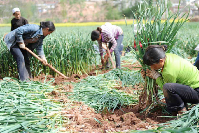 付老师教你怎么种植出高产蒜苗