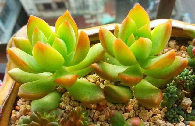 每日一多肉——黄丽Sedum ‘Golden Glow’