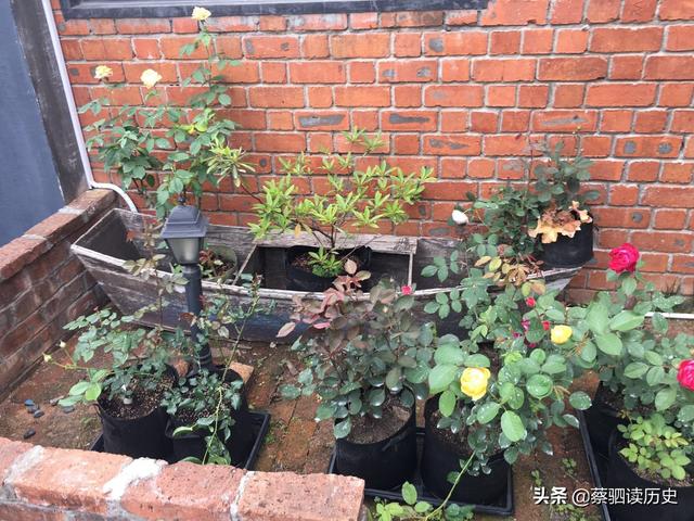 庭院植物种植传统文化要求和习惯