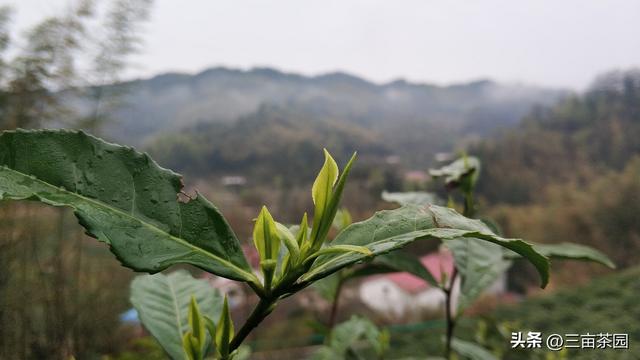 茶叶种植需不需需要施肥，老祖宗总结的这句话就给我们答案了