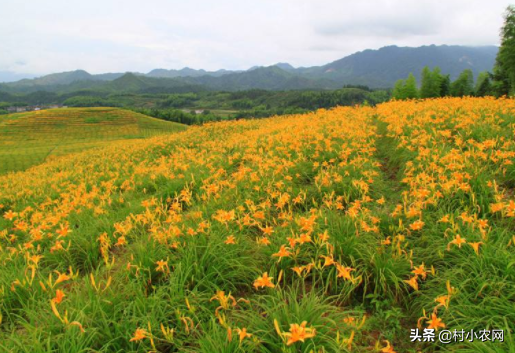 黄花菜荒山坡地都能种，学会了这样科学栽种，高产多赚钱