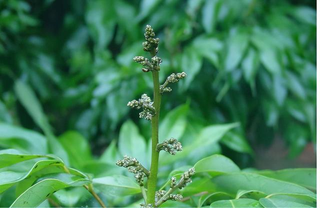 荔枝1-12月详细种植管理日记：如秋冬梢管理、及保花保果等记录