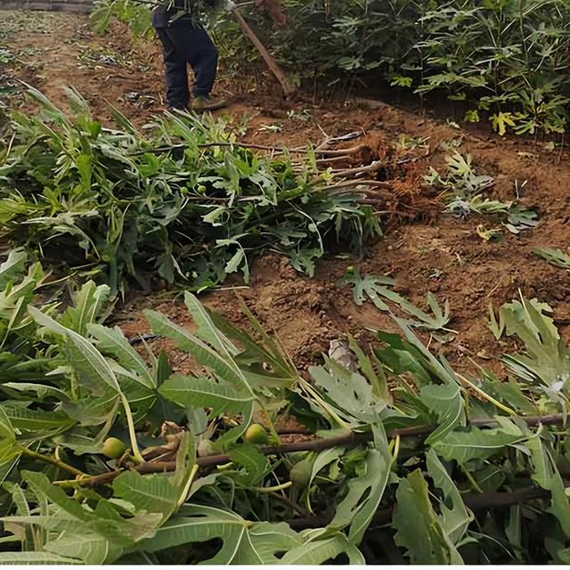 波姬红无花果树苗品种特点怎么样，栽植应该注意那些事项