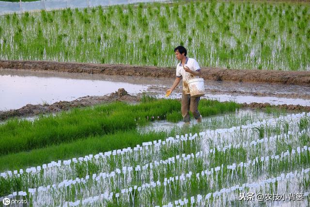 水稻如何种植管理，后期才能实现增产增收？