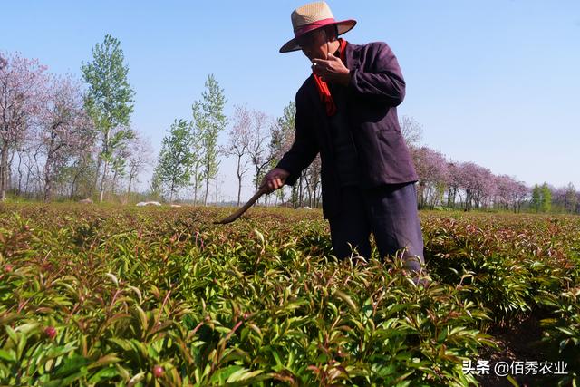 2021年种植哪种中药材能赚钱？