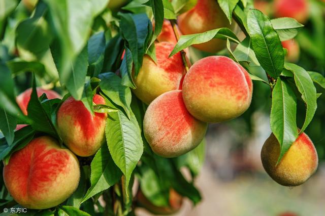 大樱桃适合哪些地方栽植，生态条件要求？