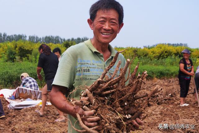 2021年种植哪种中药材能赚钱？