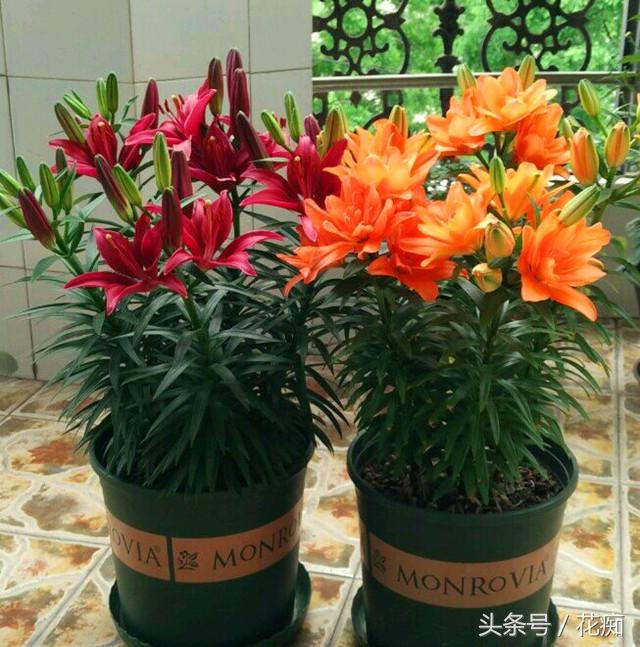 百合花养成爆盆，只需两年时间！你还每年都买种球新种？