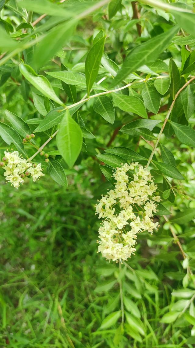 带你认识一种可以染发的树叶（散沫花叶）