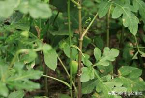 牛膝的种植方法(中药材牛膝重茬根腐死苗怎么治？烂根用什么药好？叶子黄打什么药)