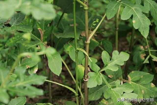 中药材牛膝重茬根腐死苗怎么治？烂根用什么药好？叶子黄打什么药