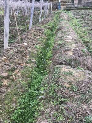 四川火参果种植(雨水较多，种植火参果需注意哪些问题？)