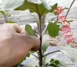 圆茄子种植技术(茄子整枝的方式有几种？使用了有意想不到的好处)