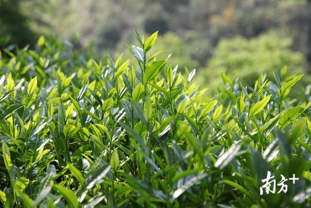 茶香萦绕近60年，梅州蕉岭抢抓机遇擦亮“蕉特”新名片