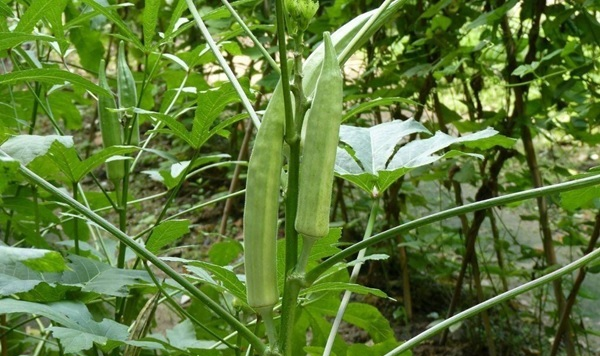 秋葵的种植时间和方法