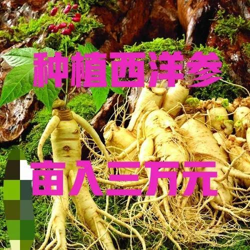 种植西洋参亩入2万多元，农村致富好门路，但投资大风险也较大