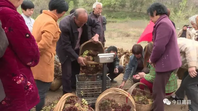 河南洛阳香椿种植基地(【嵩县】大章镇：红油香椿进入采摘期 多地客商争相收购)