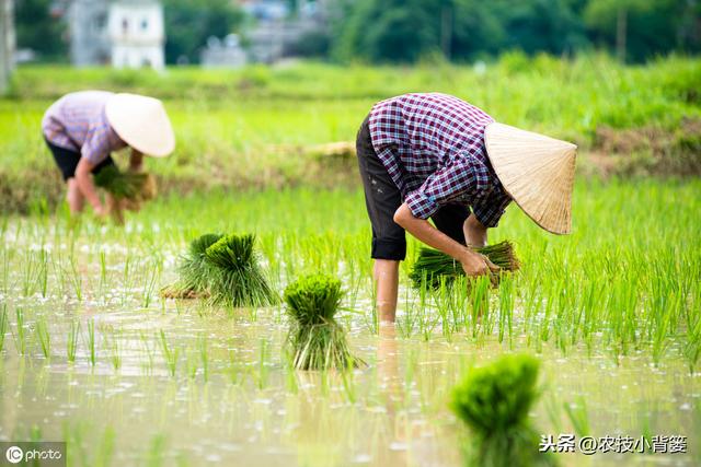 水稻如何种植管理，后期才能实现增产增收？