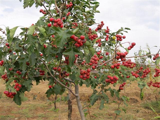 山楂树的种植方法，这几点是关键