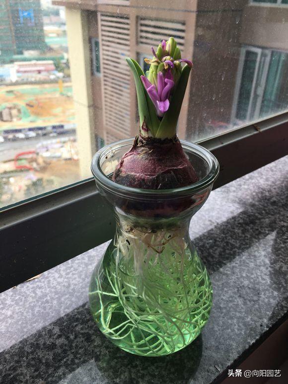 水培植物，哪些可以养？推荐这6种，干净卫生，观赏性高