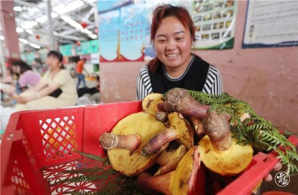 云南野生菌上市啦！价格……