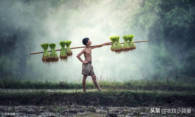 水稻如何种植管理，后期才能实现增产增收？