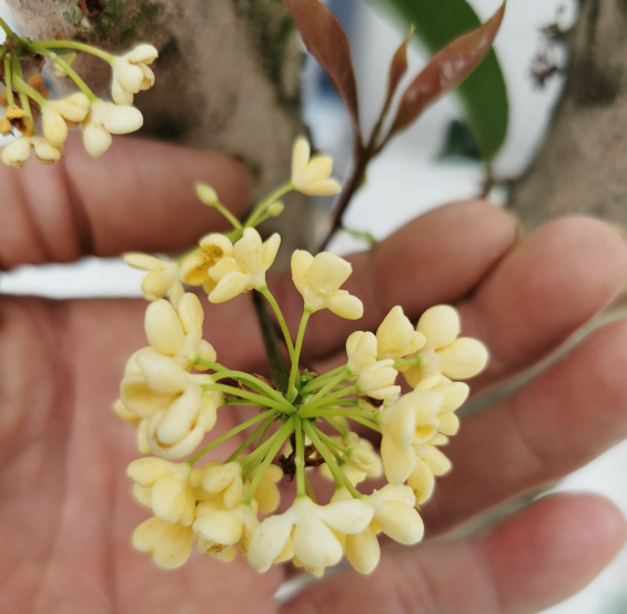 门前栽桂花“人前显富贵”，盆栽桂花注意这4点，长成“贵人树”