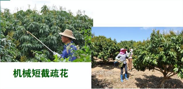 荔枝1-12月详细种植管理日记：如秋冬梢管理、及保花保果等记录